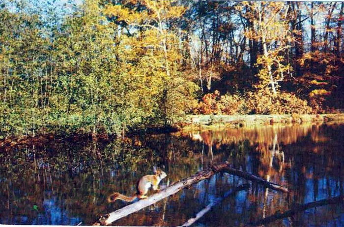 Underground Forest - Vintage Postcard